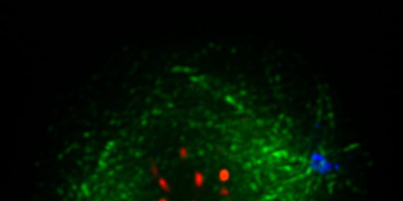 Molecular and Cellular Biosciences